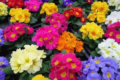 primula