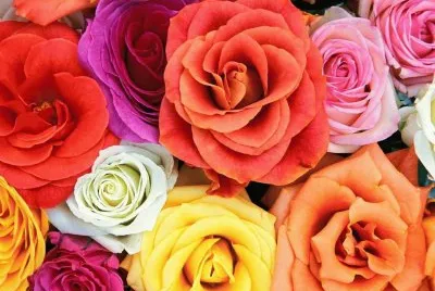 rosa