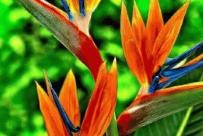 strelitzia