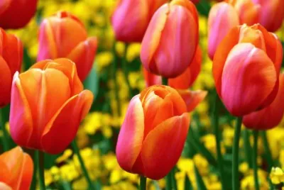 tulipano