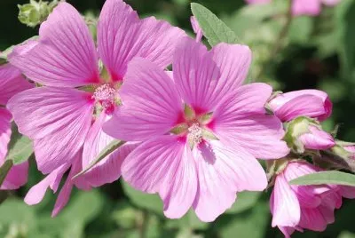 malva