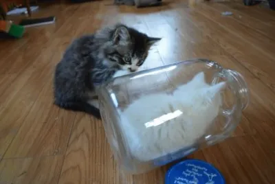 gato