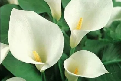 calla
