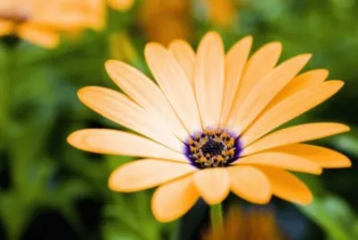 gerbera