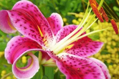 lilium