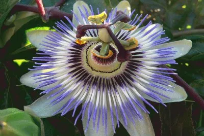 passiflora