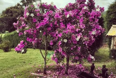manaca