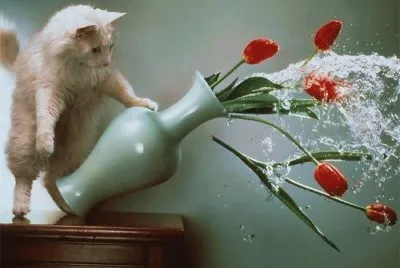 gatitos
