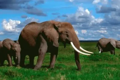 elefante