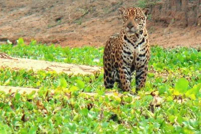 Jaguar do Pantanal - MS