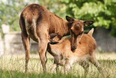 Feeding Red Deer