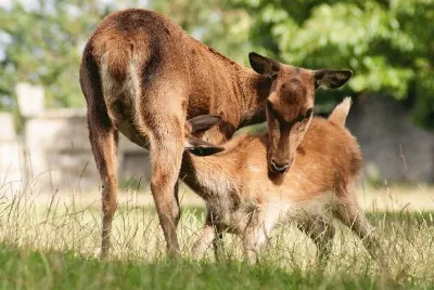Feeding Red Deer