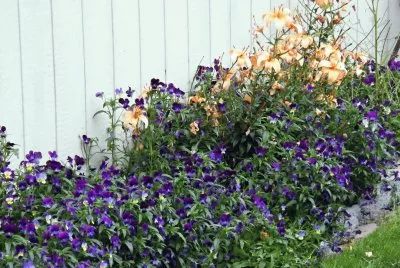 Backyard Flowers