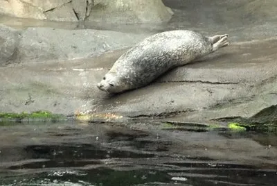 Harbor Seal, SeaLIfe Center Seward Alaska