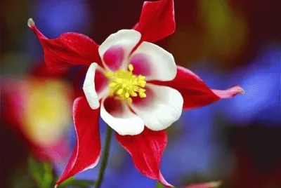 flores jigsaw puzzle