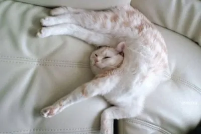 gato contorsionista