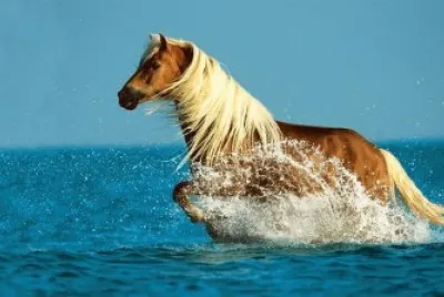 Sea