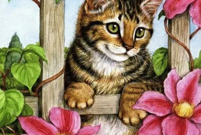 gato