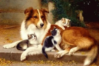 animais