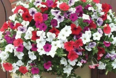 flor