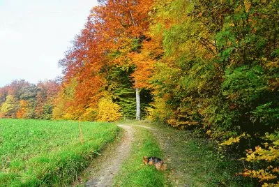 chemin