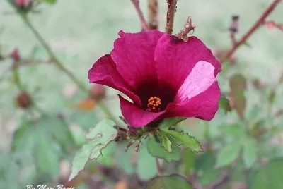 DELICADEZA