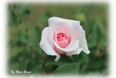 ROSINHA ROSA