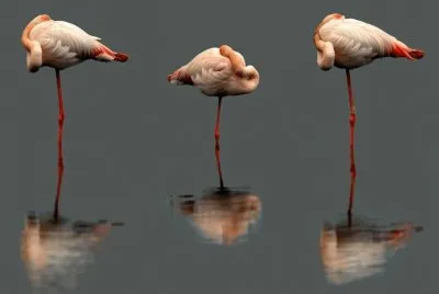 ×—×¡×™×“×•×ª