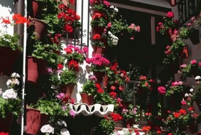 flores en el patio