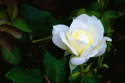 flores
