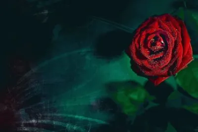 flores