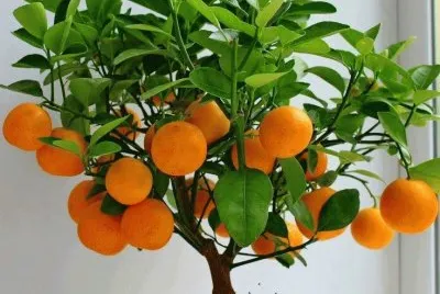 naranjas