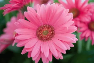 gerbera jigsaw puzzle