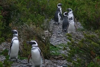 PingÃ¼inos en la Patagonia Argentina