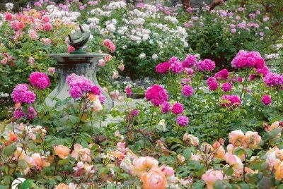 פאזל של flores