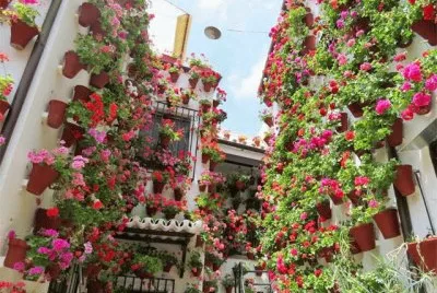 flores