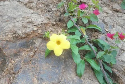 MILAGRO AMARILLO