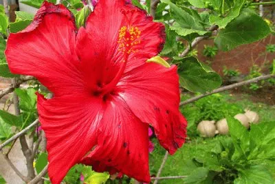 flores