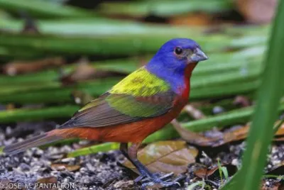 pajaros