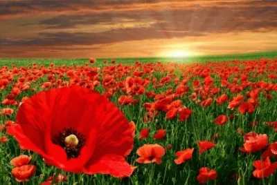 flores