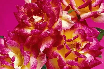 flores