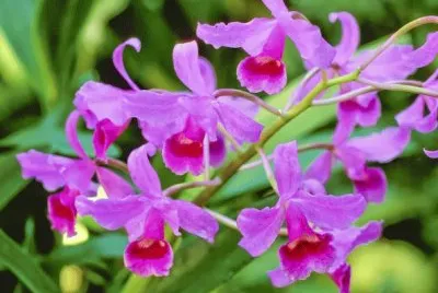 orquÃ­dea cattleya