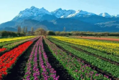 Feliz dÃ­a de la Primavera. (En Trevelin. Chubut)