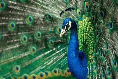 pavo real