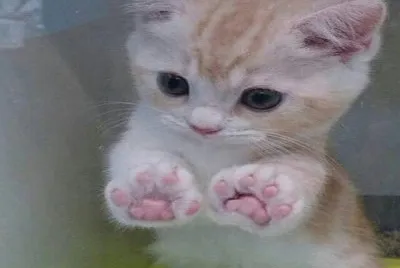 gatito