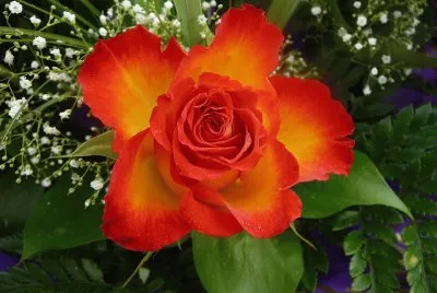 flores