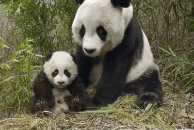 Pandas