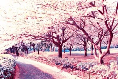 Sweet