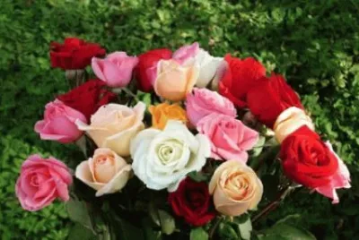 flores