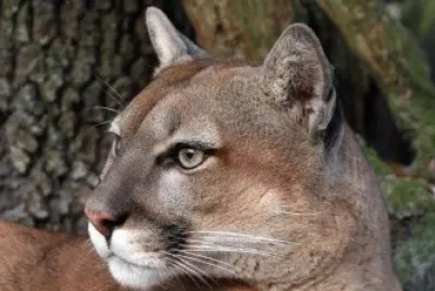 puma
